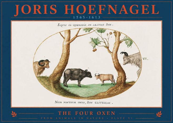 Joris Hoefnagel The Four Oxen No2 - Juliste