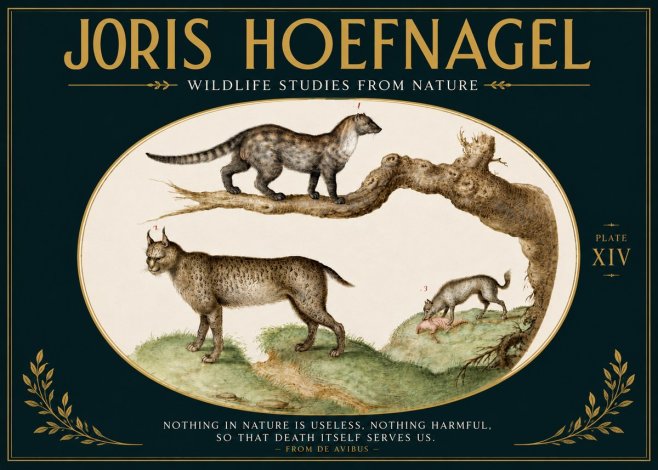 Joris Hoefnagel Wildlife Studies from Nature - Plate Xiv No5 - Juliste