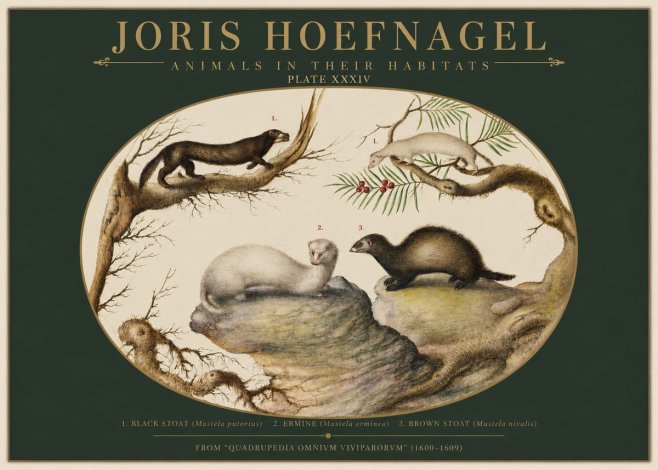 Joris Hoefnagel Animals in Their Habitats Plate Xxxiv No2 - Juliste