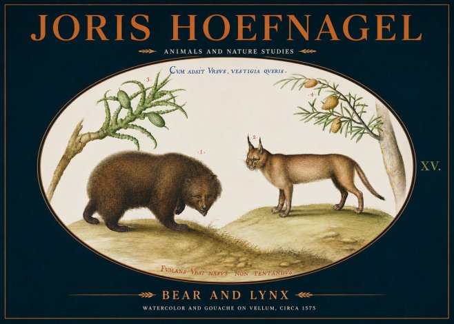Joris Hoefnagel Bear and Lynx No4 - Juliste