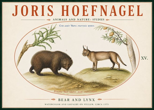 Joris Hoefnagel Bear and Lynx No6 - Juliste
