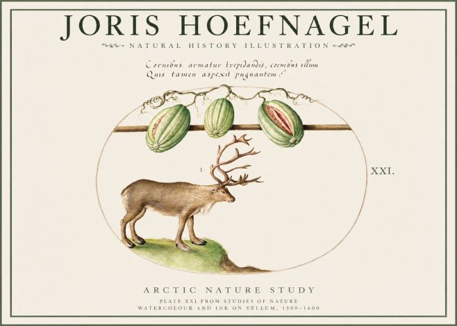 Joris Hoefnagel Arctic Nature Study No1 - Juliste