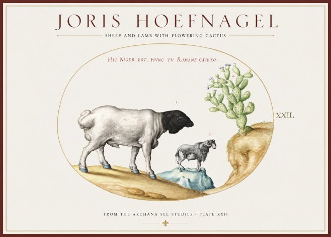Joris Hoefnagel Sheep and Lamb with Flowering Cactus No1 - Juliste