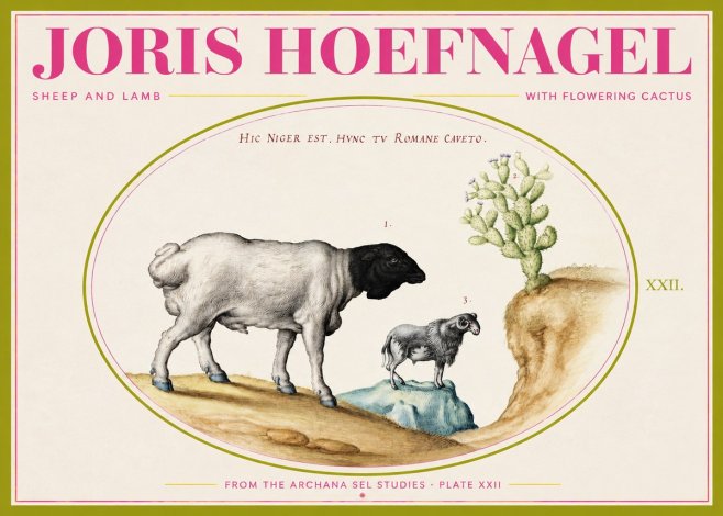 Joris Hoefnagel Sheep and Lamb with Flowering Cactus No2 - Juliste