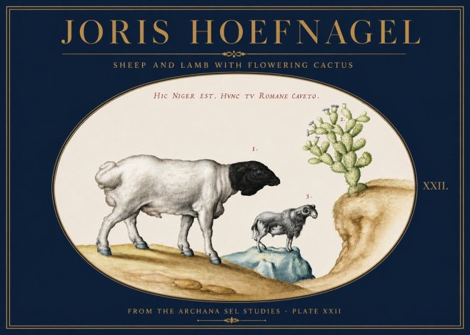 Joris Hoefnagel Sheep and Lamb with Flowering Cactus No3 - Juliste