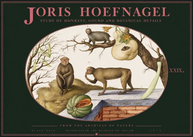 Joris Hoefnagel But Always a Monkey, Always a Monkey. Plate Xxix No3 - Juliste
