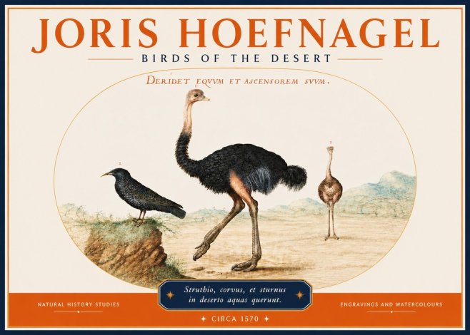 Joris Hoefnagel Birds of the Desert No3 - Juliste