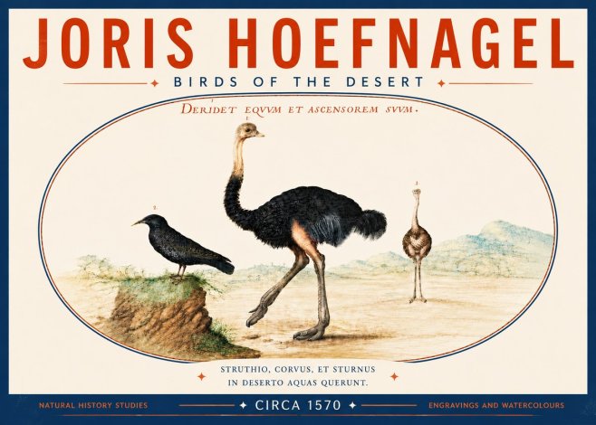 Joris Hoefnagel Birds of the Desert No6 - Juliste