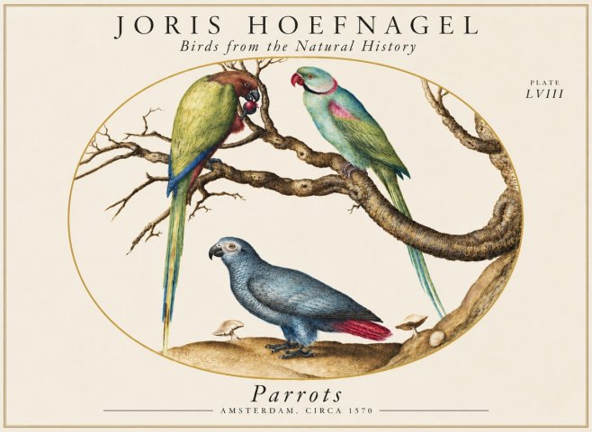 Joris Hoefnagel Parrots from the Naturalis Historia No2 - Juliste