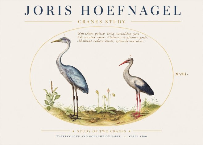 Joris Hoefnagel Study of Two Cranes No1 - Juliste