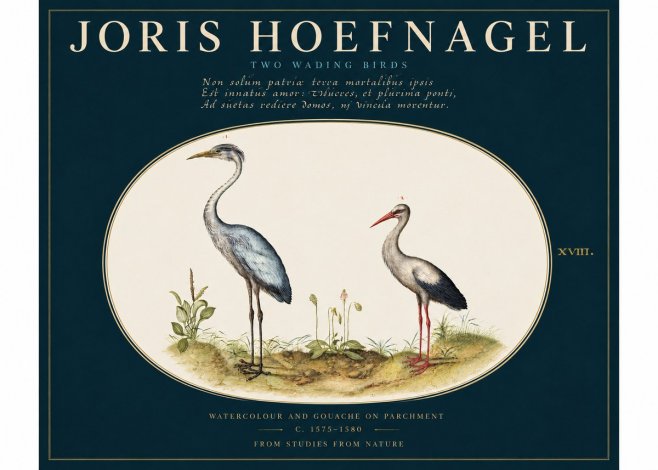 Joris Hoefnagel Study of Two Cranes No4 - Juliste