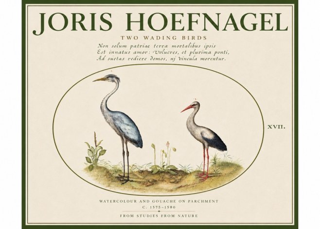 Joris Hoefnagel Study of Two Cranes No5 - Juliste
