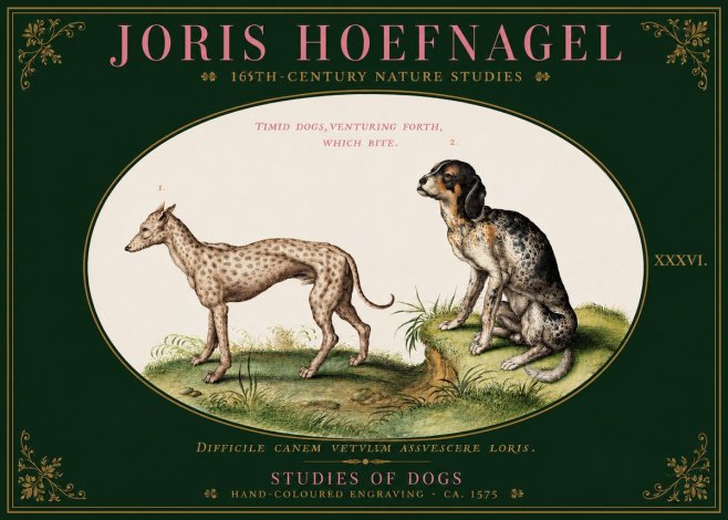 Joris Hoefnagel Studies of Dogs No3 - Juliste