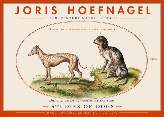 Joris Hoefnagel Studies of Dogs No4 - Juliste