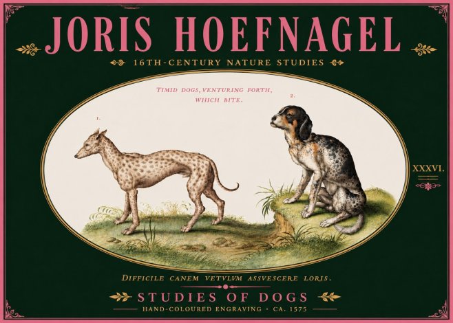 Joris Hoefnagel Studies of Dogs No6 - Juliste