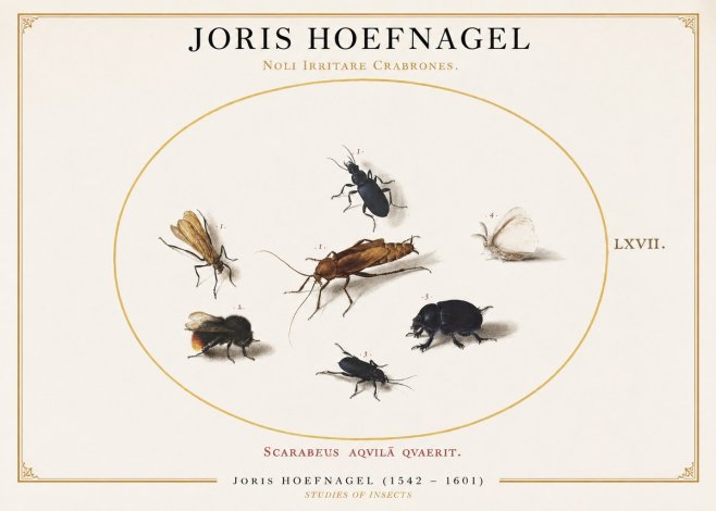 Joris Hoefnagel Scarabeus Aqvilä Qvaerit. No1 - Juliste