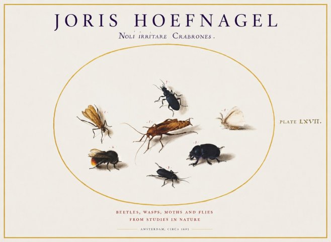 Joris Hoefnagel Scarabeus Aqvilä Qvaerit. No2 - Juliste