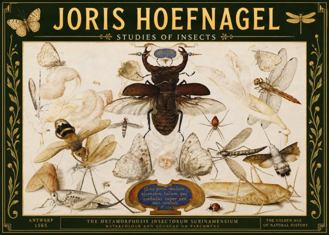 Joris Hoefnagel Studies of Insects I No5 - Juliste