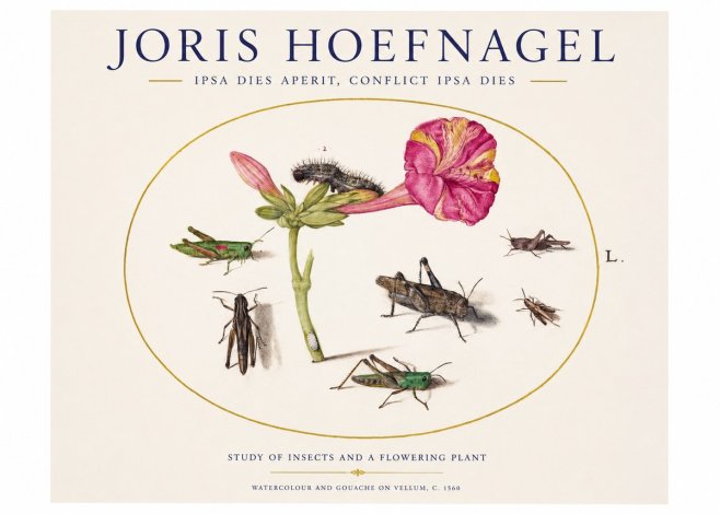 Joris Hoefnagel Study of Insects and a Flowering Plant No1 - Juliste