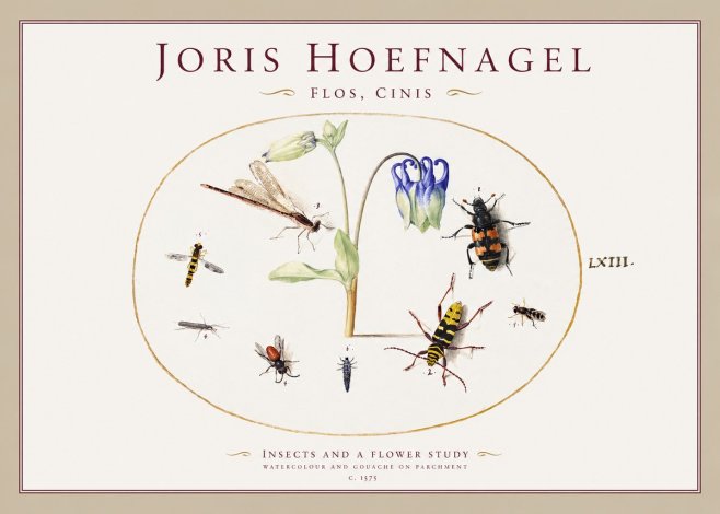 Joris Hoefnagel Insects and a Flower Study No1 - Juliste