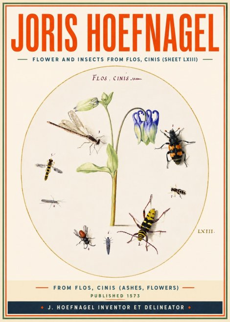 Joris Hoefnagel Insects and a Flower Study No4 - Juliste
