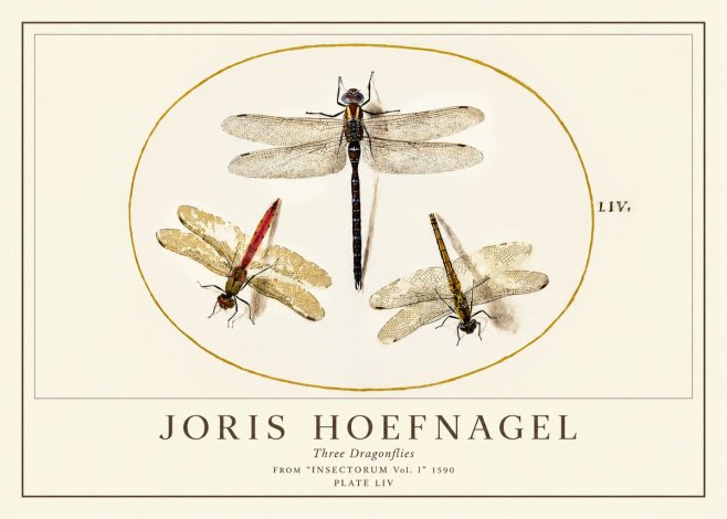 Joris Hoefnagel Three Dragonflies No1 - Juliste