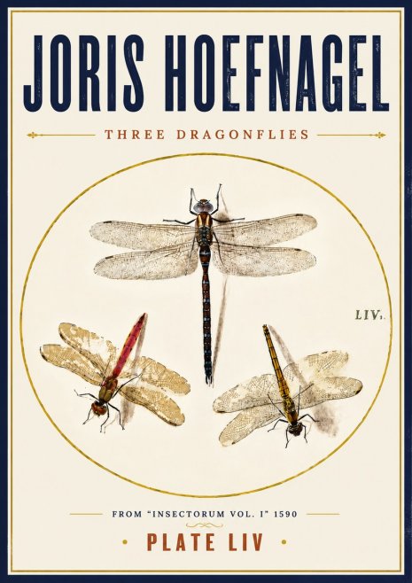 Joris Hoefnagel Three Dragonflies No6 - Juliste