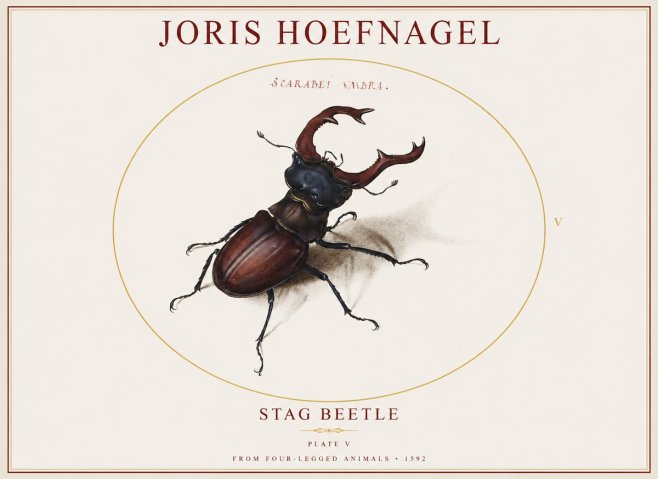 Joris Hoefnagel Stag Beetle No1 - Juliste