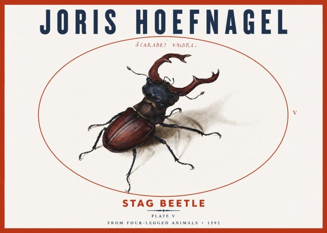 Joris Hoefnagel Stag Beetle No3 - Juliste