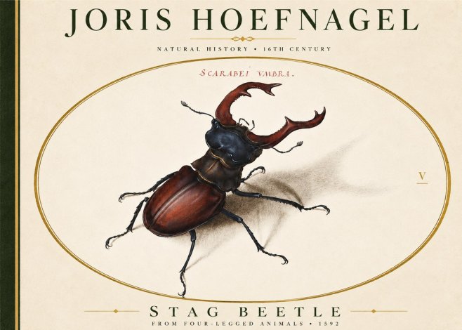 Joris Hoefnagel Stag Beetle No4 - Juliste