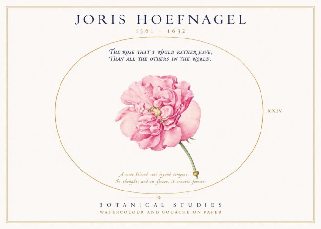 Joris Hoefnagel A Pink Damask Rose No3 - Juliste