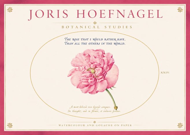 Joris Hoefnagel A Pink Damask Rose No4 - Juliste