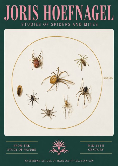 Joris Hoefnagel Study of Spiders and Mites - Plate Xxxvii. No3 - Juliste
