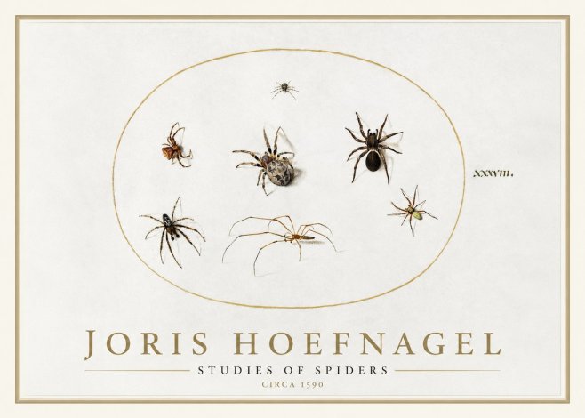 Joris Hoefnagel Studies of Spiders I No1 - Juliste