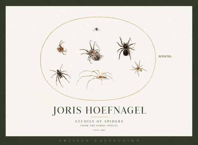 Joris Hoefnagel Studies of Spiders I No2 - Juliste