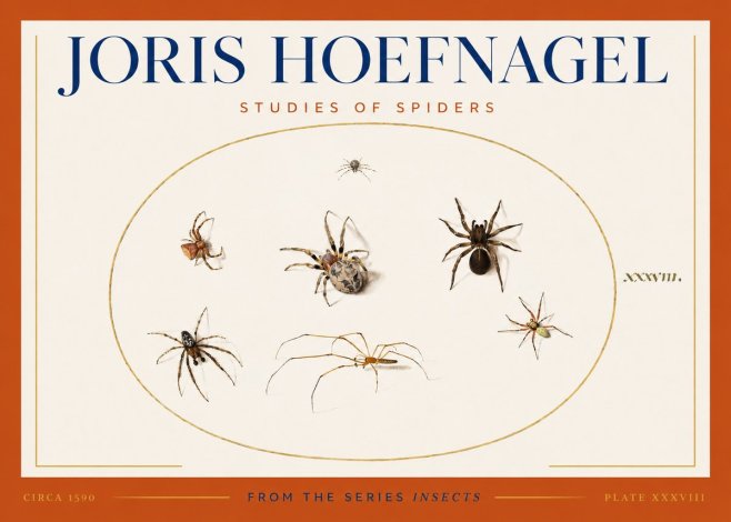 Joris Hoefnagel Studies of Spiders I No3 - Juliste