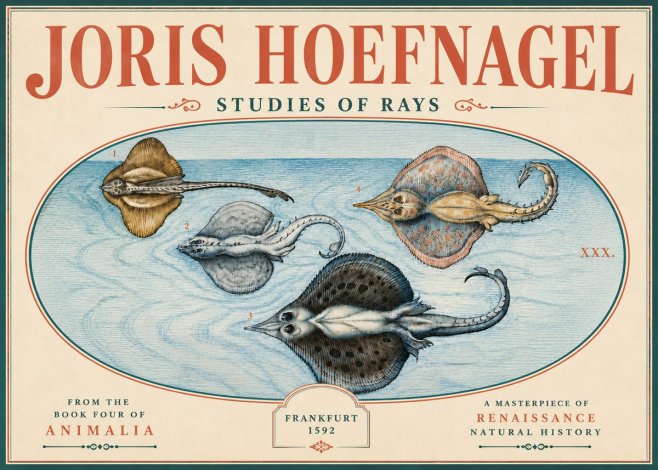 Joris Hoefnagel Rays and Skates No6 - Juliste