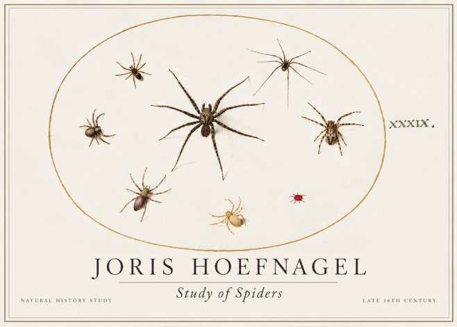 Joris Hoefnagel Studies of Spiders II No2 - Juliste