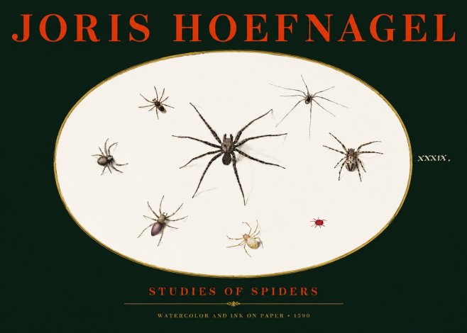 Joris Hoefnagel Studies of Spiders II No3 - Juliste