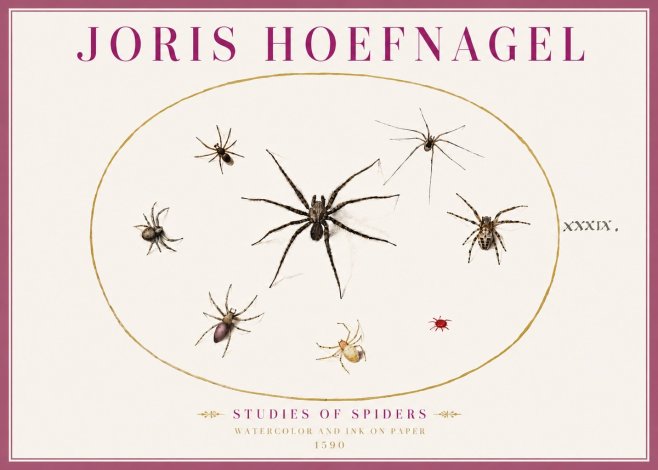 Joris Hoefnagel Studies of Spiders II No4 - Juliste