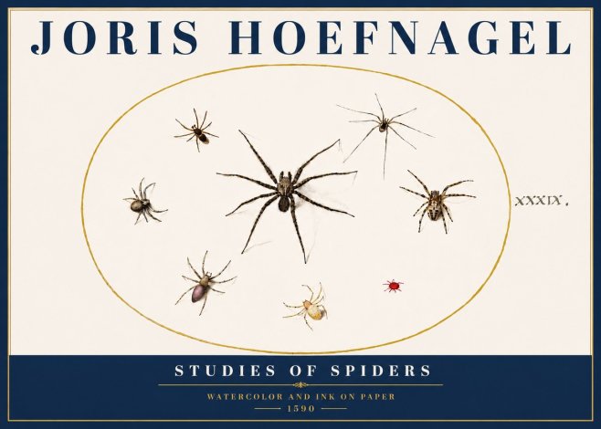 Joris Hoefnagel Studies of Spiders II No5 - Juliste