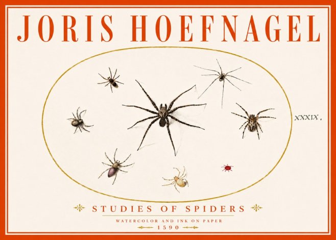 Joris Hoefnagel Studies of Spiders II No6 - Juliste