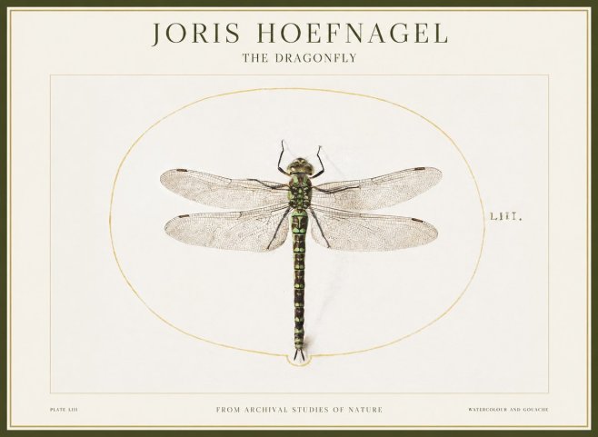 Joris Hoefnagel The Dragonfly No1 - Juliste
