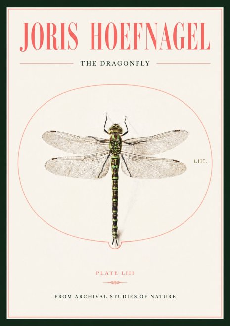 Joris Hoefnagel The Dragonfly No2 - Juliste
