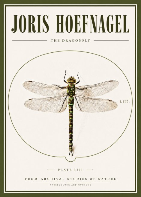 Joris Hoefnagel The Dragonfly No3 - Juliste