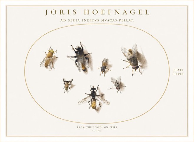 Joris Hoefnagel From the Series on Flies - Plate Lxvii. No1 - Juliste