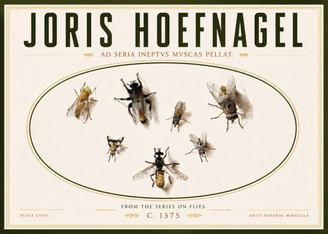 Joris Hoefnagel From the Series on Flies - Plate Lxvii. No4 - Juliste
