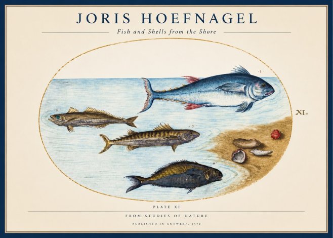 Joris Hoefnagel Fish and Shells from the Shore No1 - Juliste