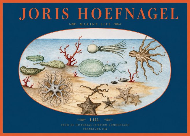 Joris Hoefnagel Marine Life No2 - Juliste