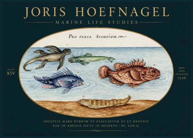 Joris Hoefnagel Pro Perca Scorpivm No4 - Juliste
